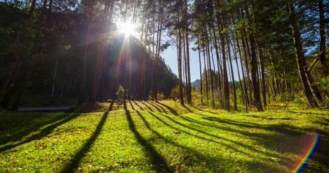 4k mountain evergreen pine tree forest time lapse at the summer or autumn time Stock Footage 310291555