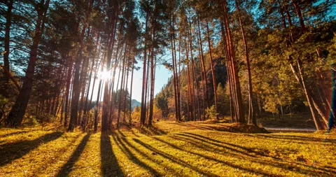 4k mountain evergreen pine tree forest time lapse at the summer or autumn time Stock Footage 310291717