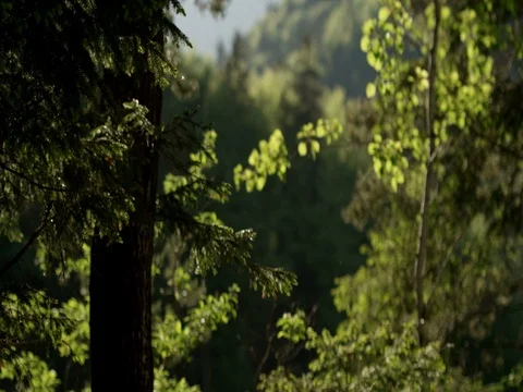 4K Mountain forest Video stock 79261201