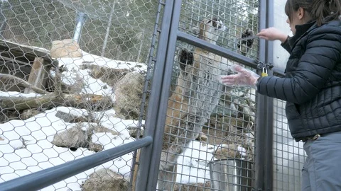 4K Mountain Lion Being Fed in Colorado Stock Footage 102838645