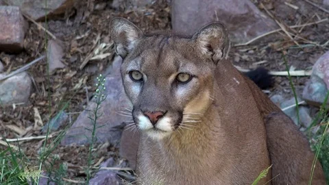 4K Mountain Lion Crouches Stares Stock Video Pond5