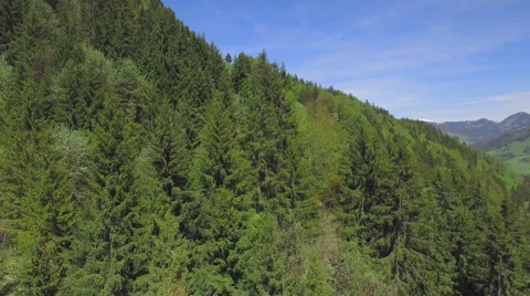 4K Mountain pine forest aerial shot Stock Footage 63758394