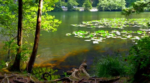 4K Mountain Pond, Two Tree Sapling Trees, Lily Pads and Road in Background Video stock 66004355