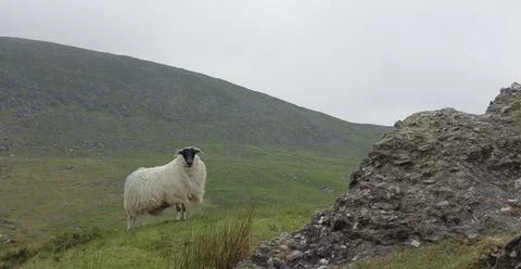 4k Mountain Sheep Stock Photos