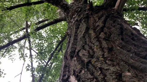 4K. Moving up along the trunk of a lush green beautiful tree. A bottom view of 스톡 동영상 133121732