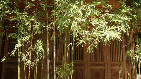 4k Moving Bamboo Tree with Chinese Style Background  Stock Footage 124672993