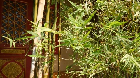 4k Moving Bamboo Tree with Chinese Style Background  Stock Footage 124673133
