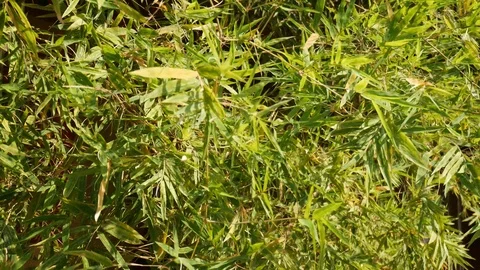 4K Moving Bamboo Tree Stock Footage 124673639
