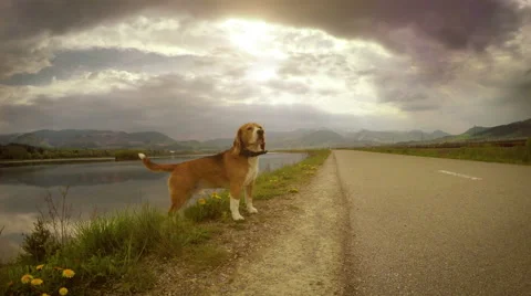 4K moving camera footage of a beagle during the walk Stock-Footage 59677109