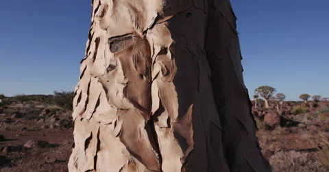 4K moving close-up shot of a quiver tree/kokerboom Stock Footage 64697564