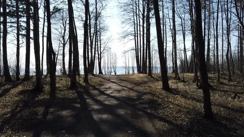 4k moving frame personal perspective  forest through the eyes of a cyclist 動画素材 127986806