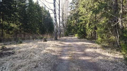 4k moving frame personal perspective  forest through the eyes of a cyclist Stock Footage 127987126