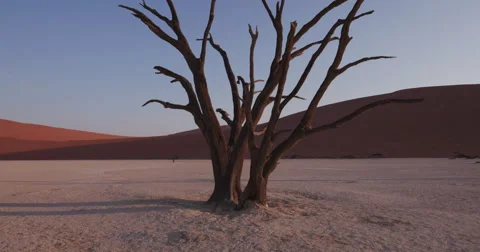 4K moving shot of dead trees in Dead vlei inside the Namib-Naukluft park Stock Footage 64696688