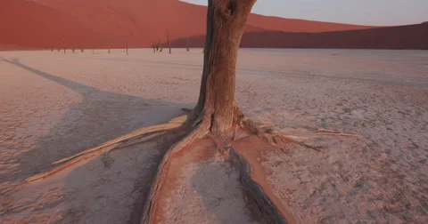 4K moving shot of dead trees in Dead vlei inside the Namib-Naukluft National Video stock 64696693