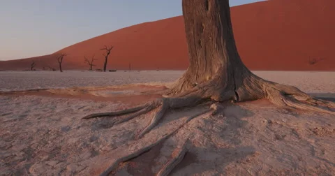 4K moving shot of dead trees in Dead vlei Stock Footage 64710765