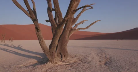 4K moving shot of dead trees in Dead vlei Stock Footage 64710787