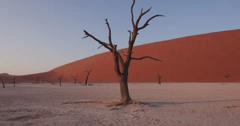 4K moving shot of dead trees in Dead vlei Stock Footage 64710788