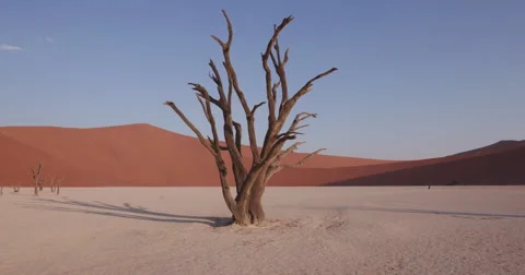 4K moving shot of dead trees in Dead vlei Stock Footage 64710810