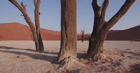 4K moving shot of dead trees in Dead vlei Video stock 64710829