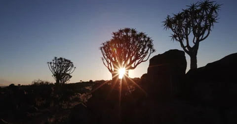 4K moving shot of sun setting through the quiver trees/kokerboom Stock Footage 64697616