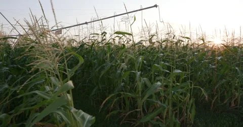 4K Moving shot through corn field with sunrise in the background Stock Footage 64695426