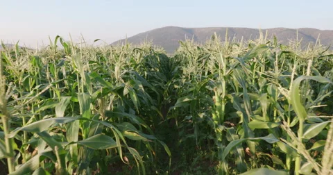 4K Moving shot through corn field Stock Footage 64695466