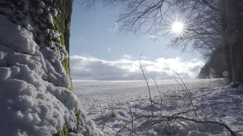 4K moving shot of a tree with a sunny snowy and frozen landscape in the back Stock Footage 124207035