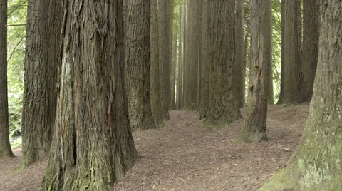 4k moving shot of walking through a forest Video stock 61258738