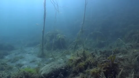 4K moving through seaweed reef off the Welsh coast, UK 動画素材 321647140
