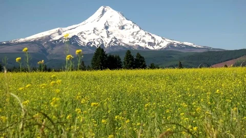 4K Mt Hood OR Vídeo Stock 70796057