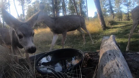 4K Mule Deer by Water Jumps Over Camera Stock Footage 122555251