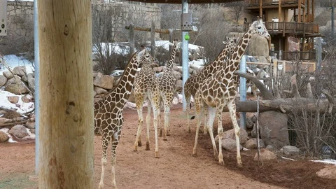 4K Multiple Giraffes Walking Around Enclosure in Colorado Video stock 102538578