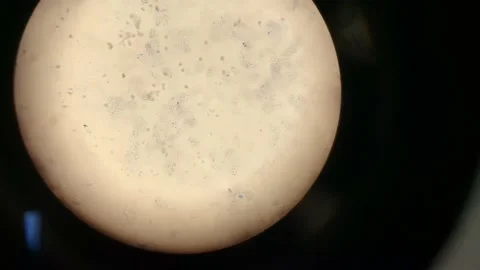 4K Multiple Mouth Squamous Epithelium Under Light Microscope Stock Footage 135851386