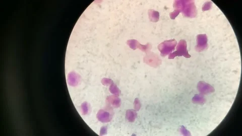 4K Multiple Squamous Epithelium Under the Microscope, Oral Tissue, Cell Stock Footage 135851181