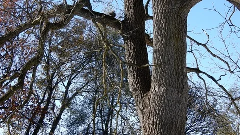 4K Multiple Squirrels Running Up And Down Tree Stock Footage 89198674