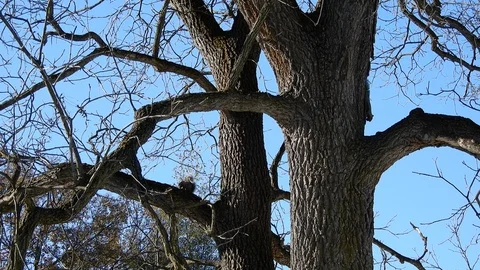 4K Multiple Squirrels Running Up And Down Tree Stock Footage 89198709