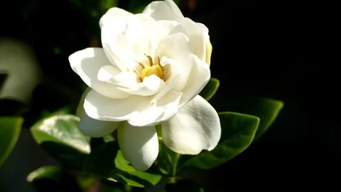 4K Native Bee lands on Beautiful Flower Stock Footage 97973617