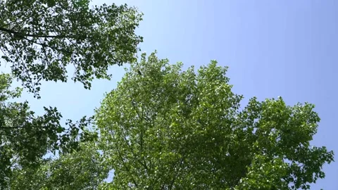 4K. The natural background. A strong wind blows on trees with green leaves. Stock Footage 131180570