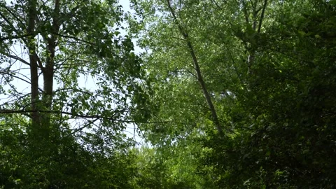 4K. The natural background. A strong wind blows on trees with green leaves. Stock Footage 131180618