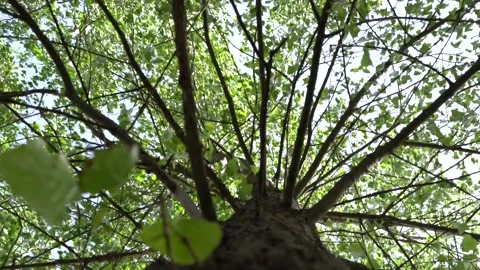4K. The natural background. A strong wind blows on trees with green leaves. Stock Footage 131180636