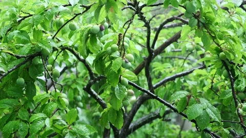 4K Natural Environment Scene - Close up of Plum tree on rain season Stock Footage 134587905