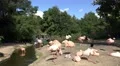 4k Natural flamingo birds preserve with visitors in safari boat 4k or 4k+ Resolution