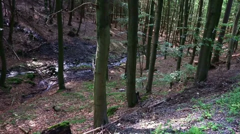 4k Natural forest of sunny lower mountain range Harz Stock Footage 41129937