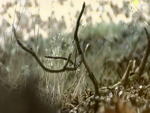 4K nature close of a small twig on the sand (The Netherlands, Drents Fries Wold) Stock Footage 77434571