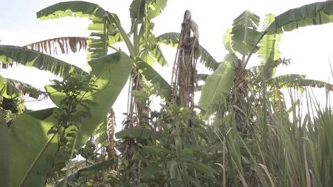 4K nature Stock Footage 80985649