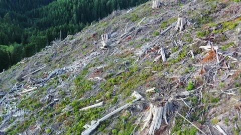 4k Nature Forest Dystopic Dead Clear-cut Old-Growth Canadian Forest Bleached Sun Stock Footage 170636798