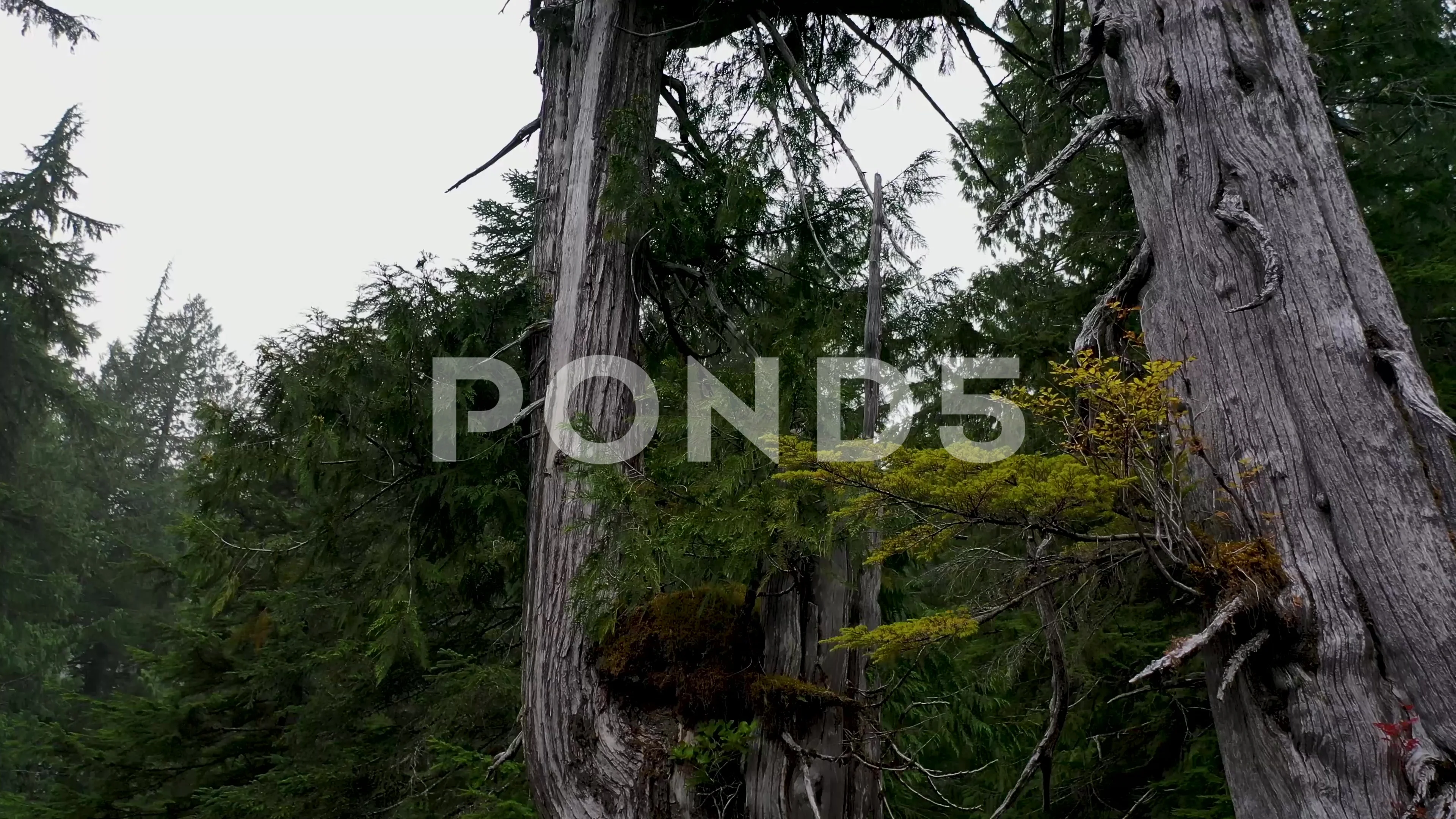 Canada Nature Stock Video Footage | Royalty Free Canada Nature Videos |  Pond5