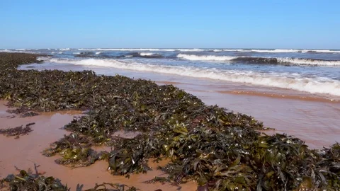 4K Nature Kelp Seaweed On Beach Atlantic Ocean Stock Footage