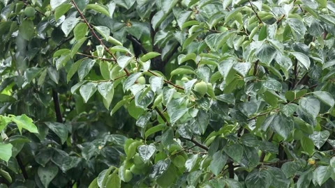 4K Nature Rain Plants Spring Green Park Stock Footage 246921683