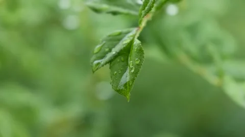 4K Nature Rain Plants Spring Green Park Stock Footage 246921684